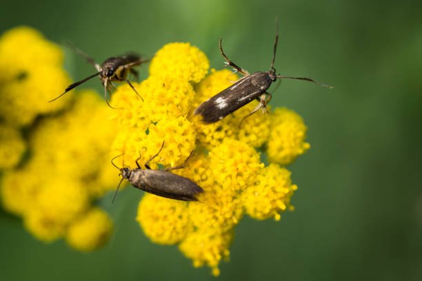 Nimedes: Exploring the Meaning, Origins, Digital Impact, and Emerging Uses of This Modern Concept Nimedes