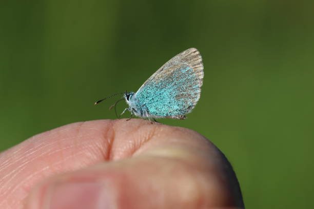 Cyanová: A Deep Dive Into the Rising Digital Term Transforming Modern Creativity Cyanová