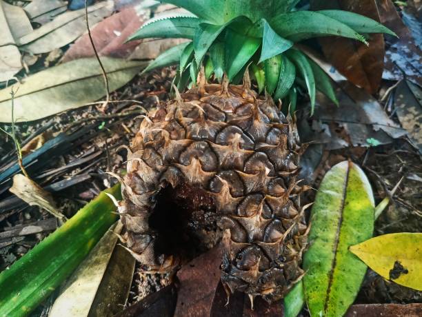 Pinayglix: A Complete 2025 Guide to the Trending Filipino Digital Platform Pinayflix